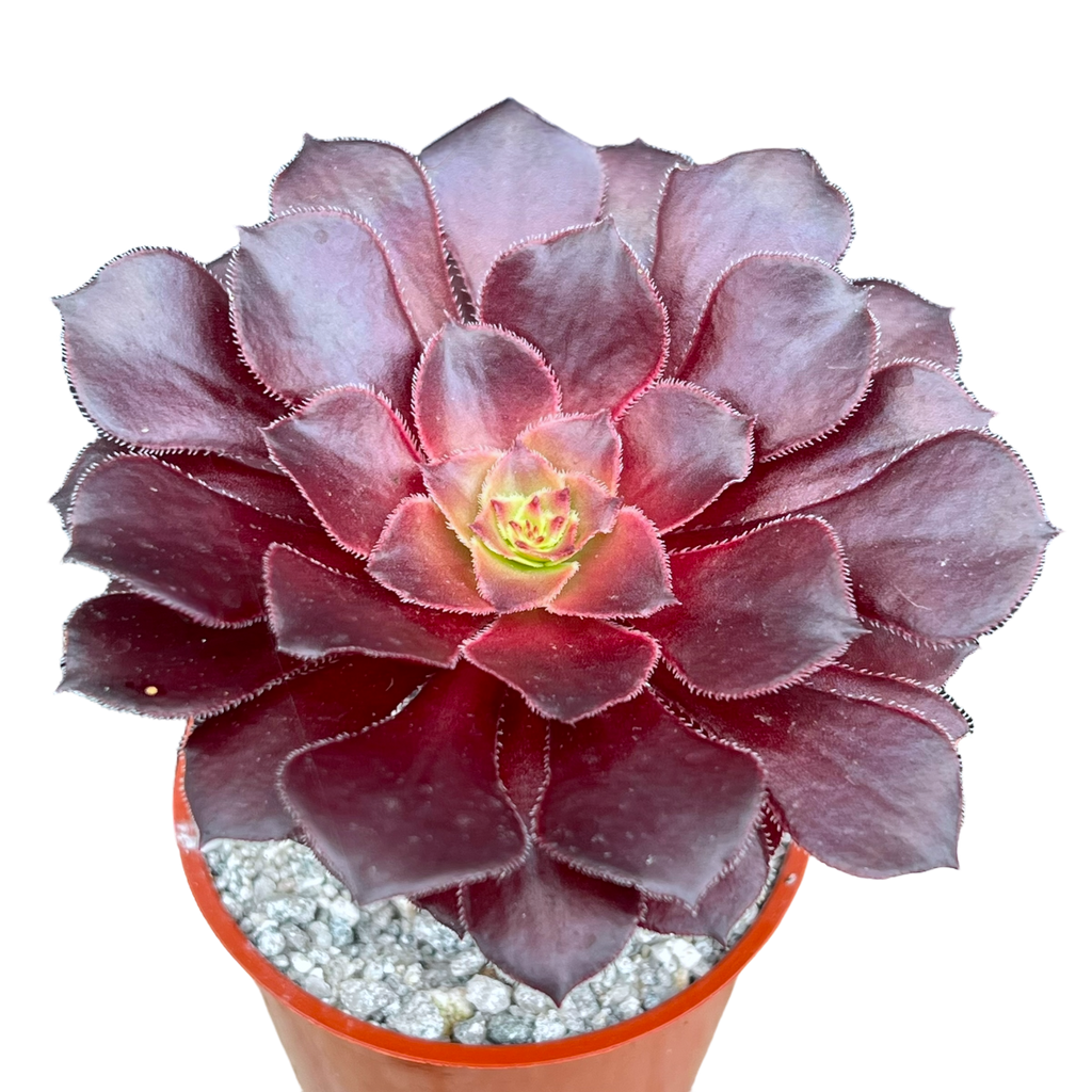 Aeonium 'Copper Kettle'