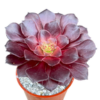 Aeonium 'Copper Kettle'
