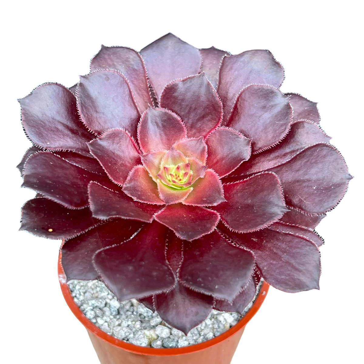 Aeonium 'Copper Kettle'