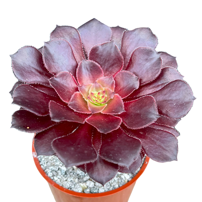 Aeonium 'Copper Kettle'