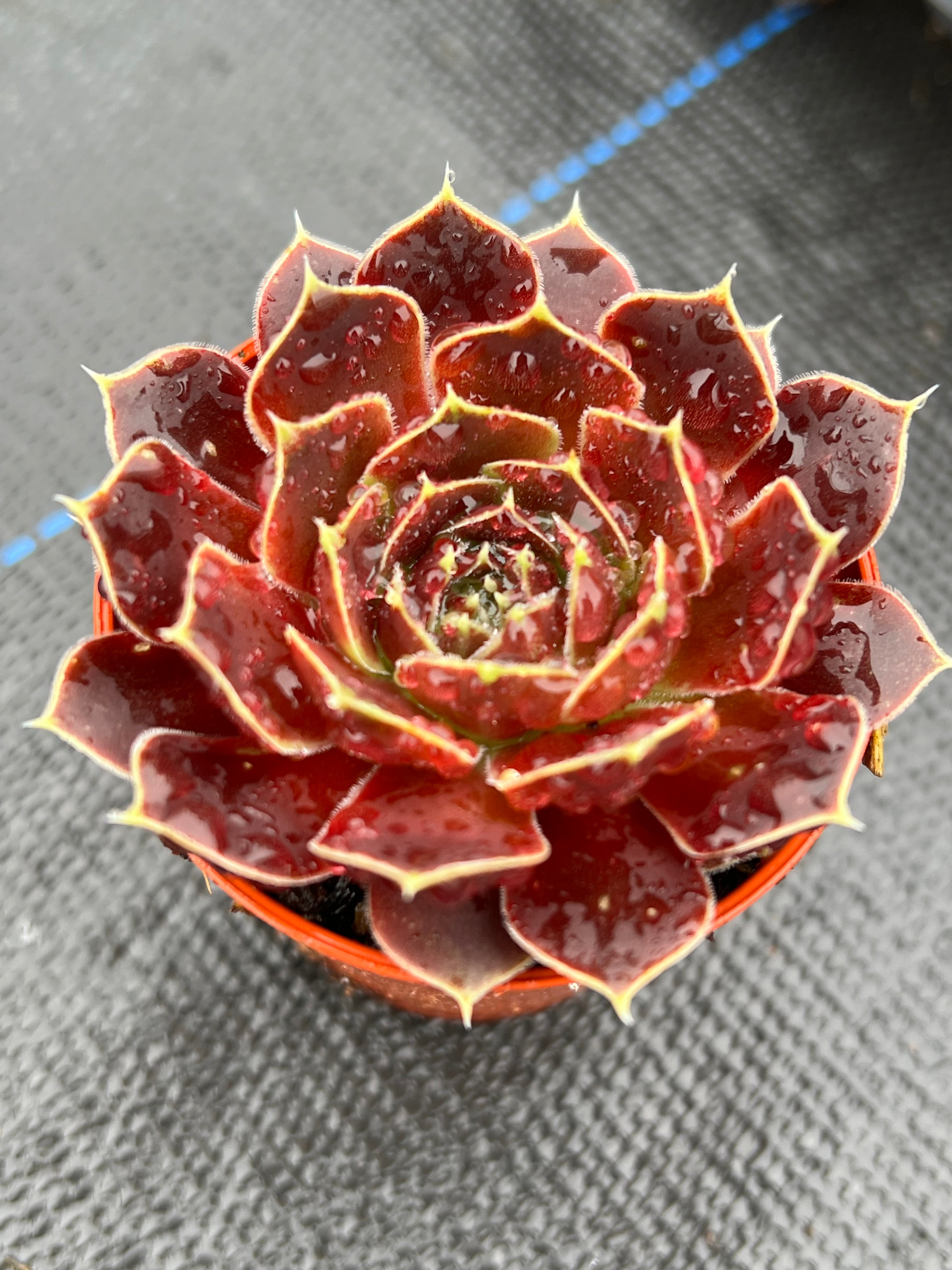 Jovibarba heuffelii 'Angel's Wings'