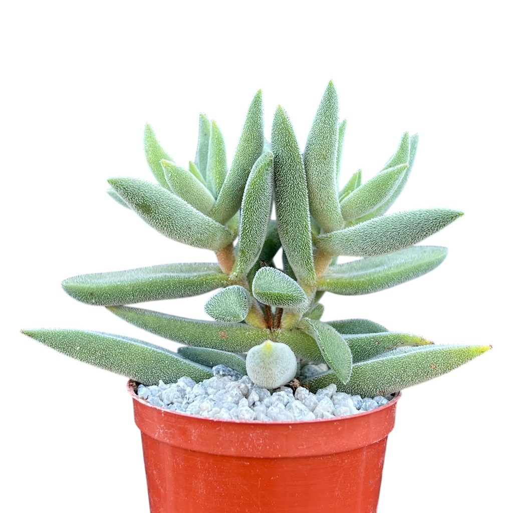 Crassula mesembryanthemoides