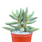 Crassula mesembryanthemoides