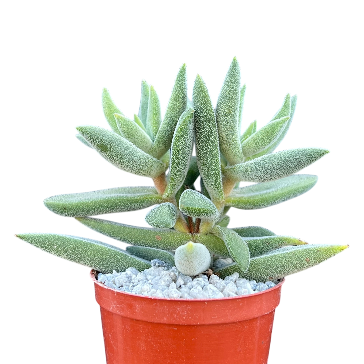 Crassula mesembryanthemoides