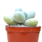 Pachyphytum oviferum | Moonstones