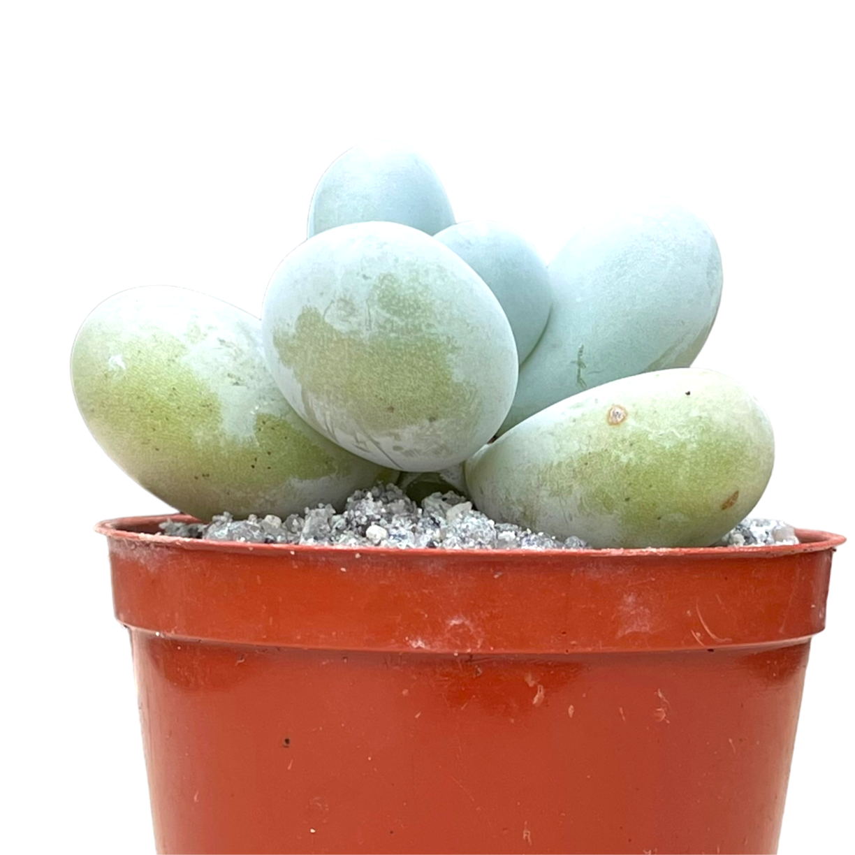 Pachyphytum oviferum | Moonstones