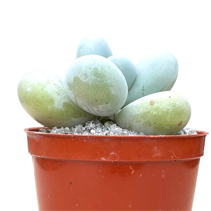 Pachyphytum oviferum 'Moonstones'