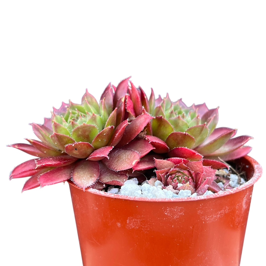 Sempervivum 'Red Robin'
