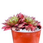Sempervivum 'Red Robin'