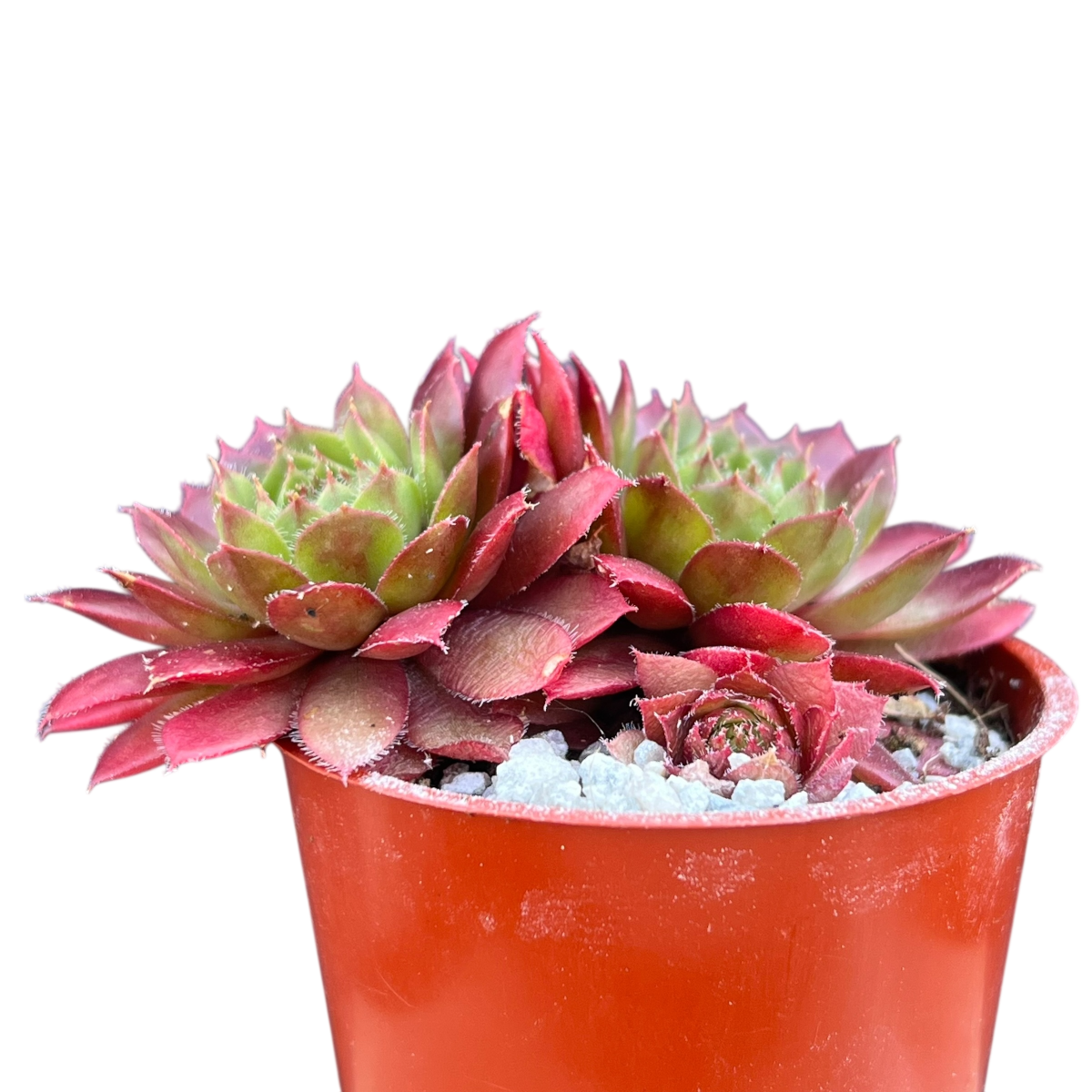 Sempervivum 'Red Robin'