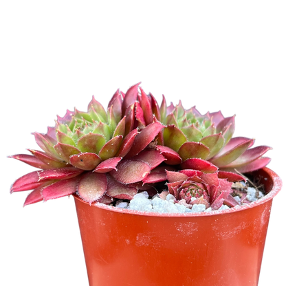 Sempervivum 'Red Robin'