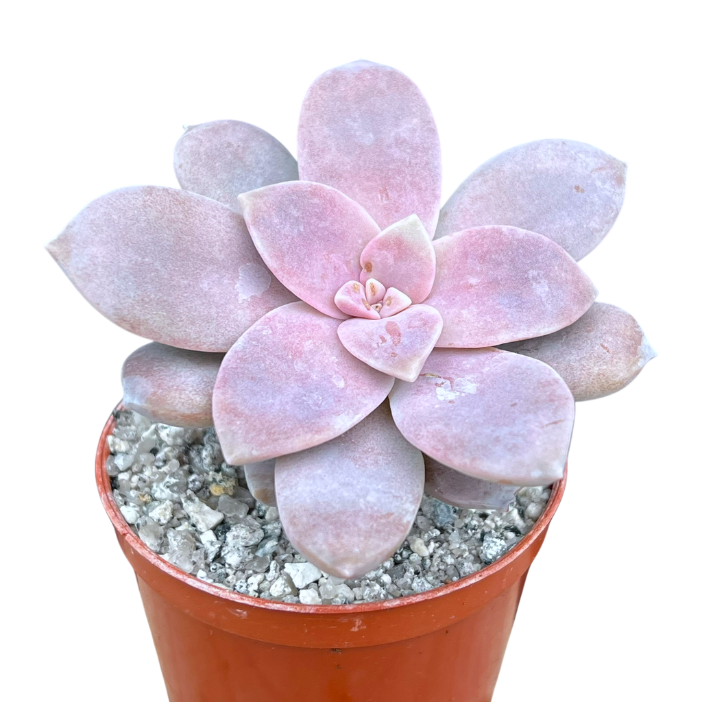 Graptopetalum petandrum subsp. superbum