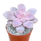 Graptopetalum petandrum subsp. superbum