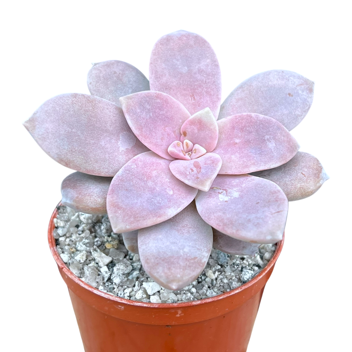 Graptopetalum petandrum subsp. superbum