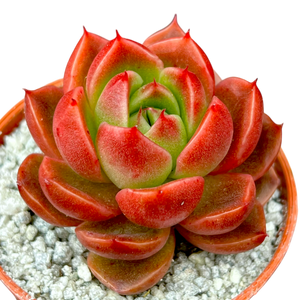 Echeveria x gilva 'Red'