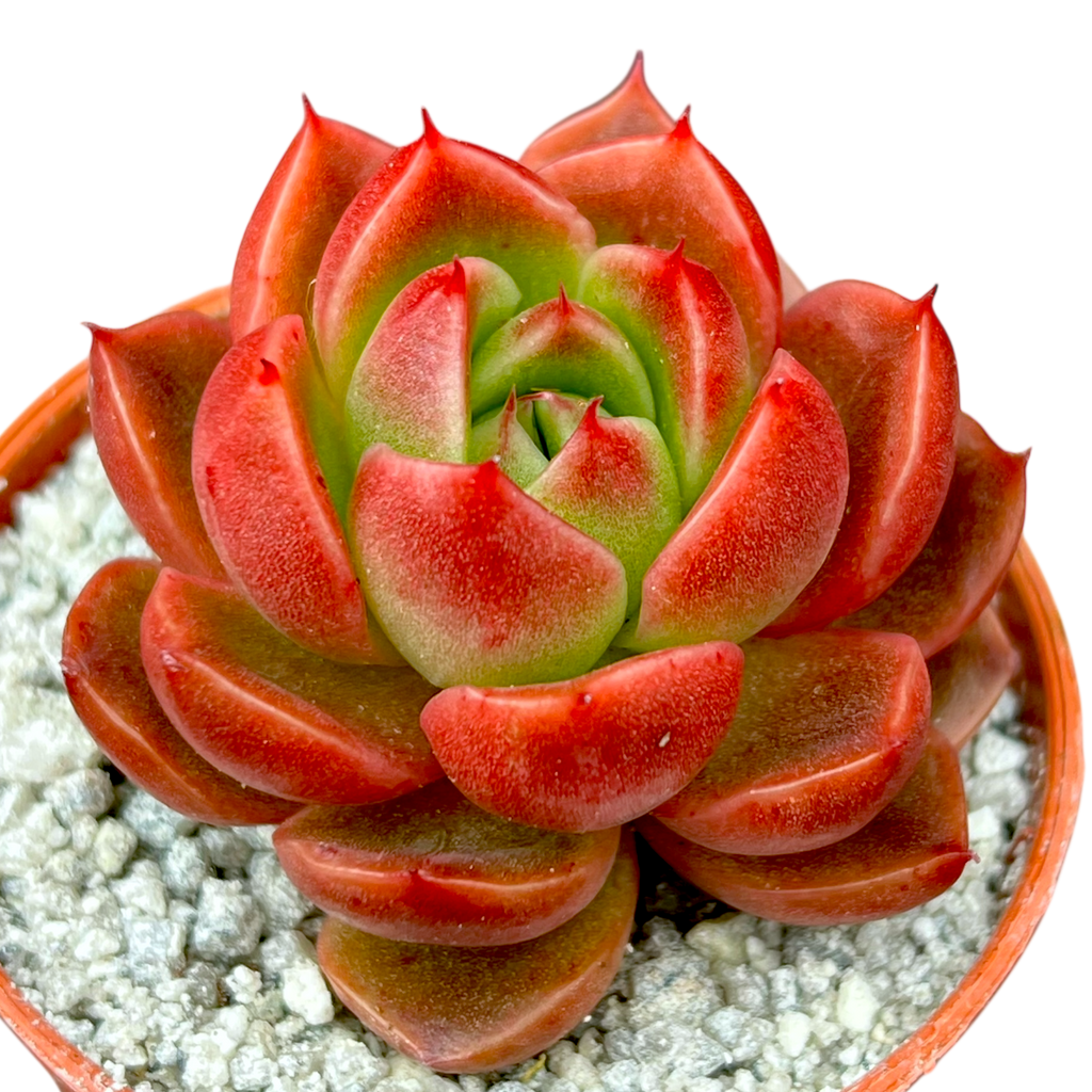 Echeveria x gilva 'Red'