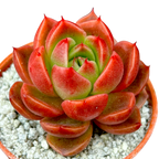 Echeveria x gilva 'Red'