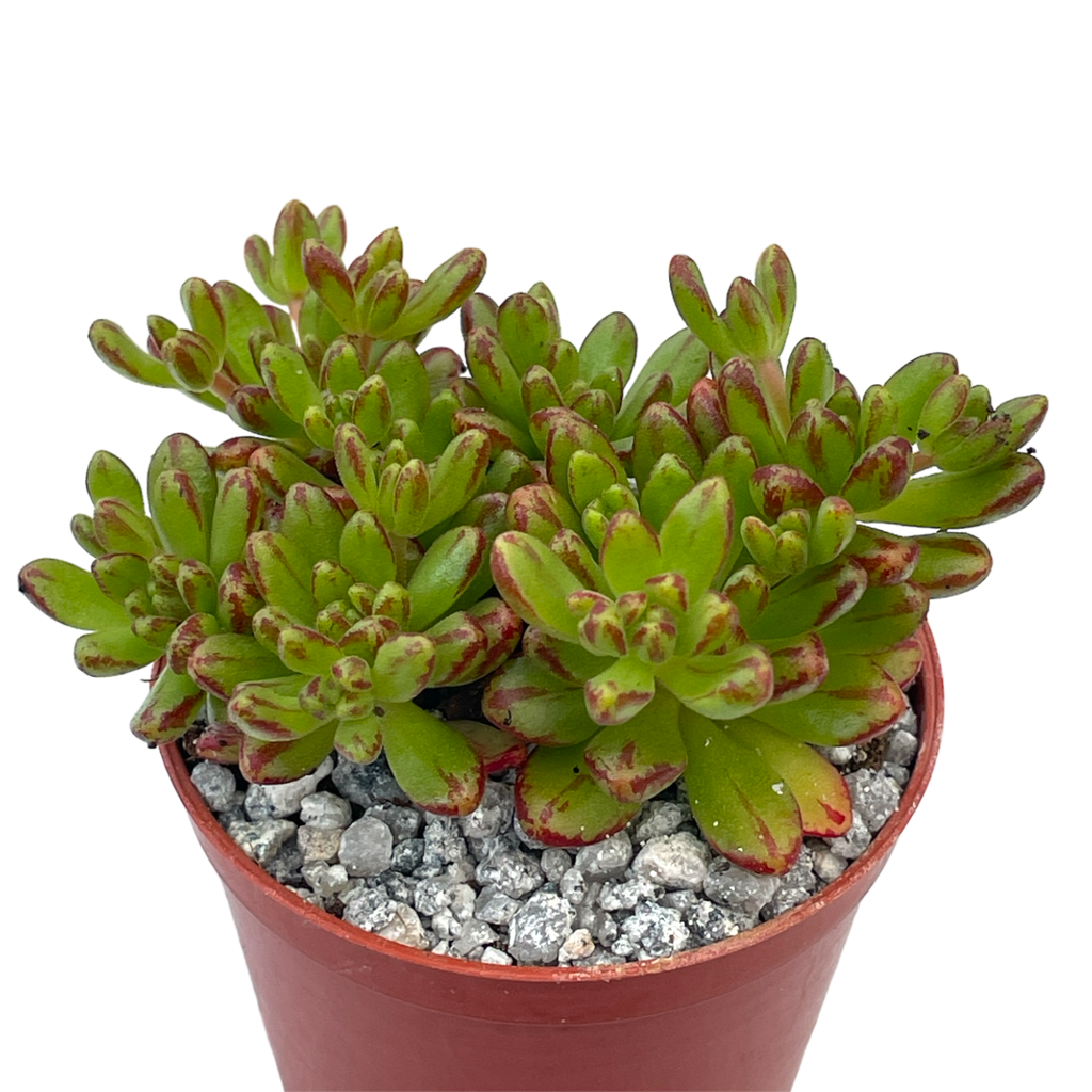 Aeonium sedifolium