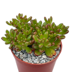 Aeonium sedifolium