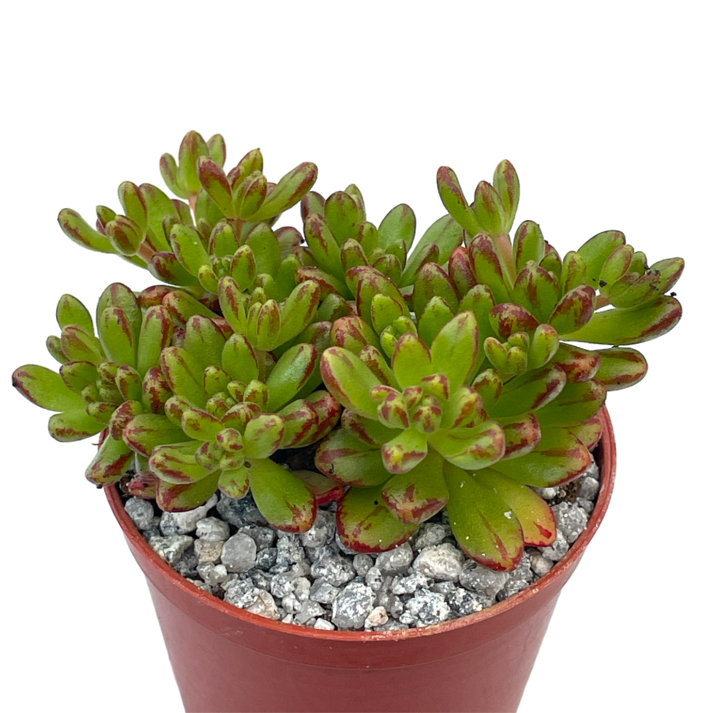 Aeonium sedifolium