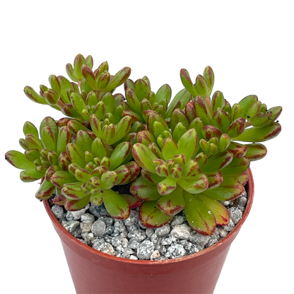 Aeonium sedifolium