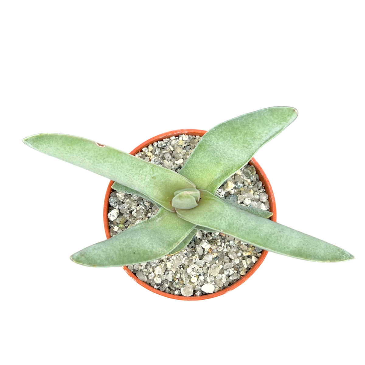 airplane succulent Crassula falcata
