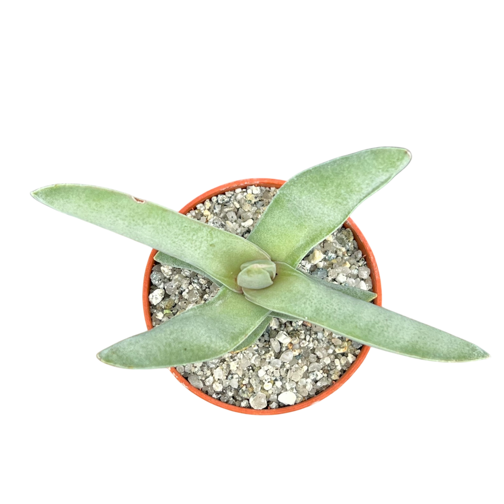 Crassula falcata | Airplane Plant