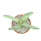 Crassula falcata | Airplane Plant