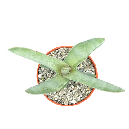 Crassula falcata (Airplane Plant)