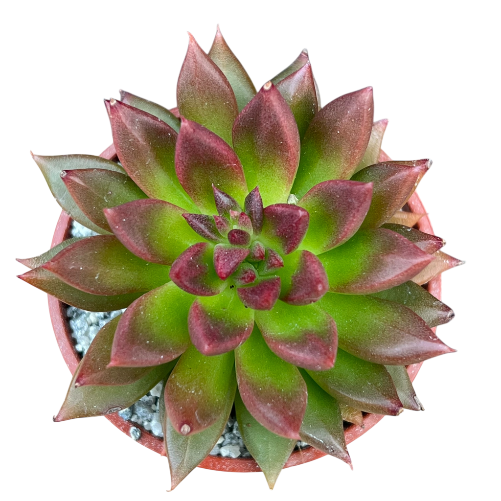 Echeveria 'Zodiac'