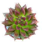 Echeveria 'Zodiac'