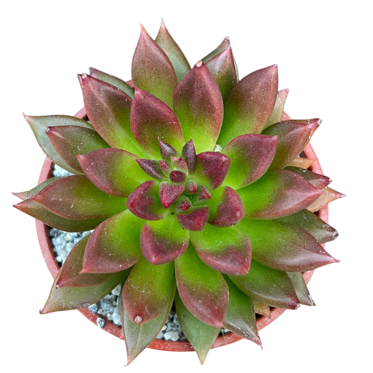 Echeveria 'Zodiac'