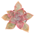 x Graptoveria 'Douglas Huth'