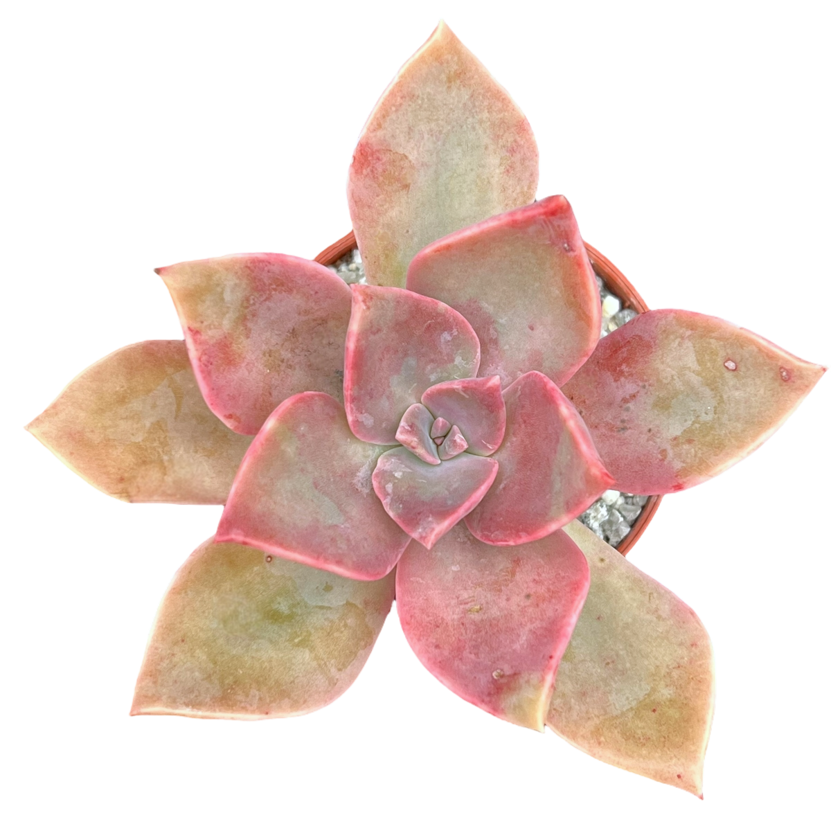 x Graptoveria 'Douglas Huth'