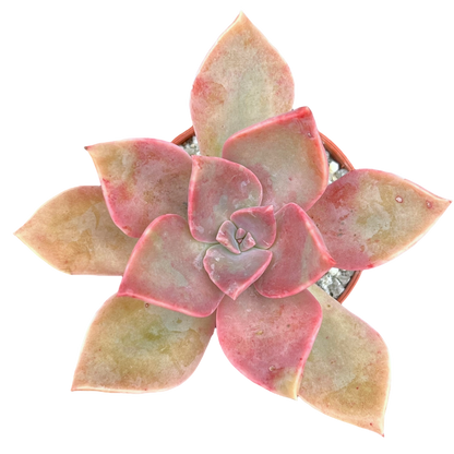 x Graptoveria 'Douglas Huth'