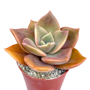 x Graptoveria 'Albert Baynes'