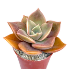 x Graptoveria 'Albert Baynes'