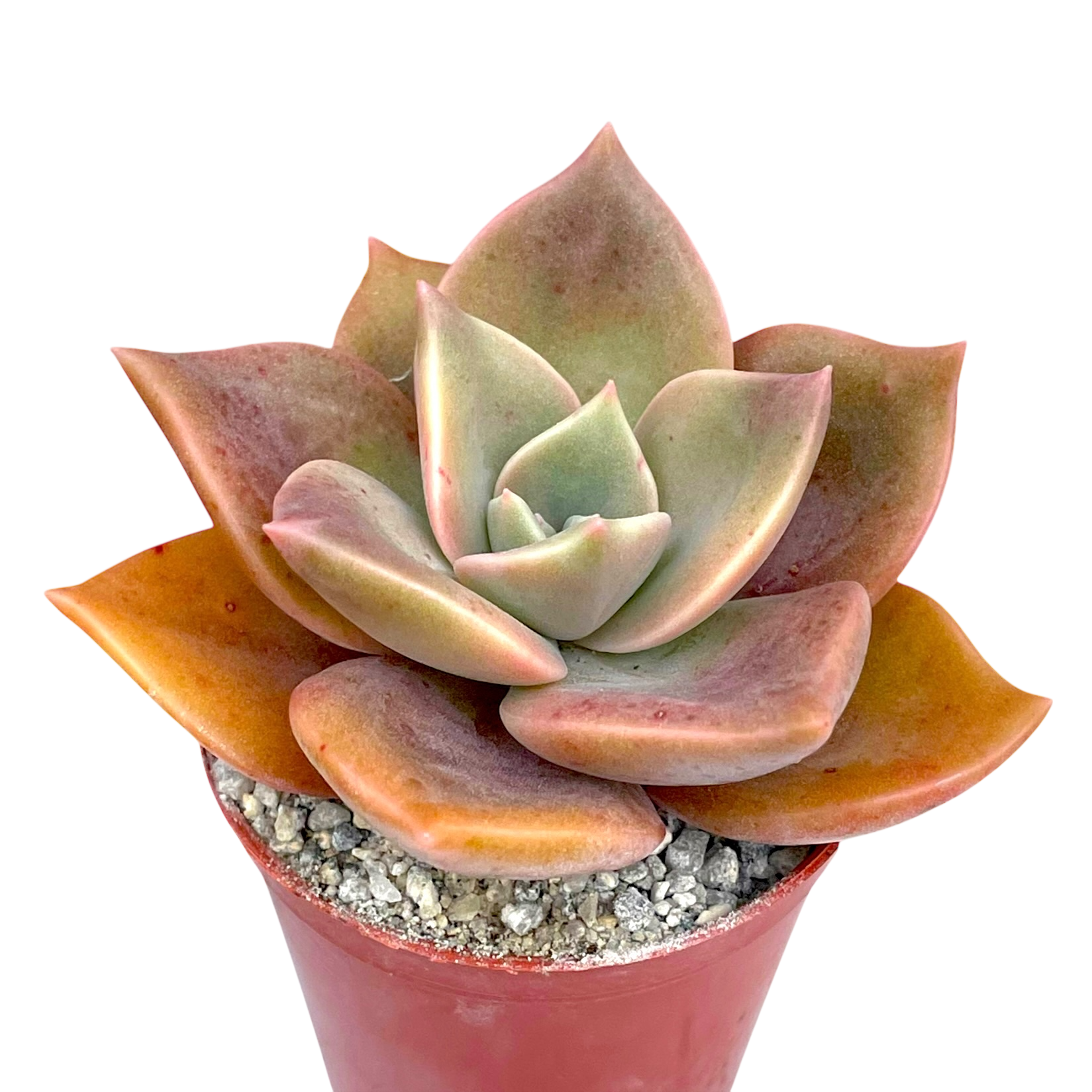 x Graptoveria 'Albert Baynes'
