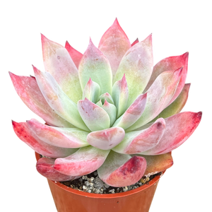 Echeveria 'Humming Bird'
