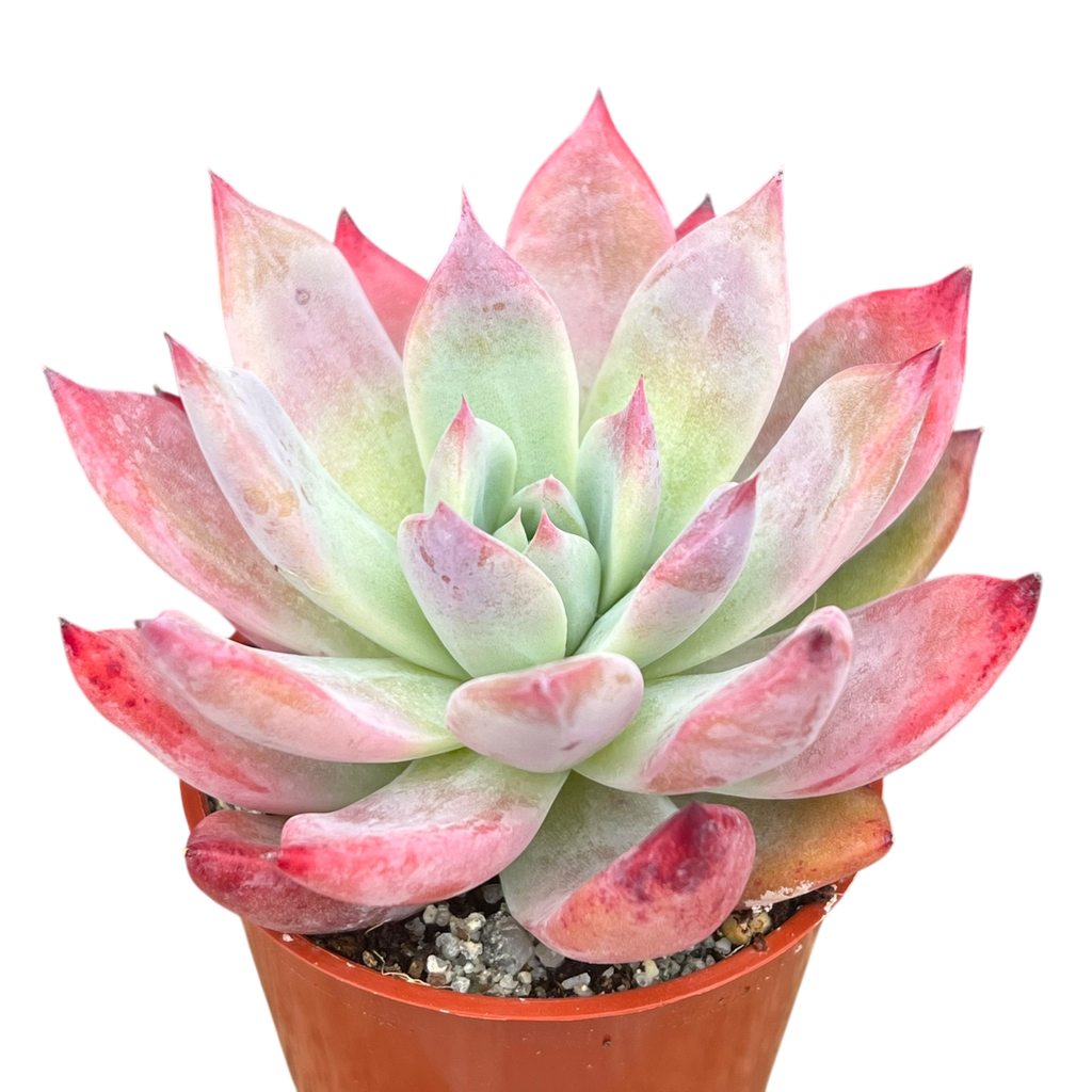Echeveria 'Humming Bird'