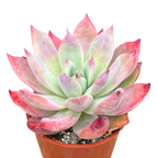 Echeveria 'Humming Bird'