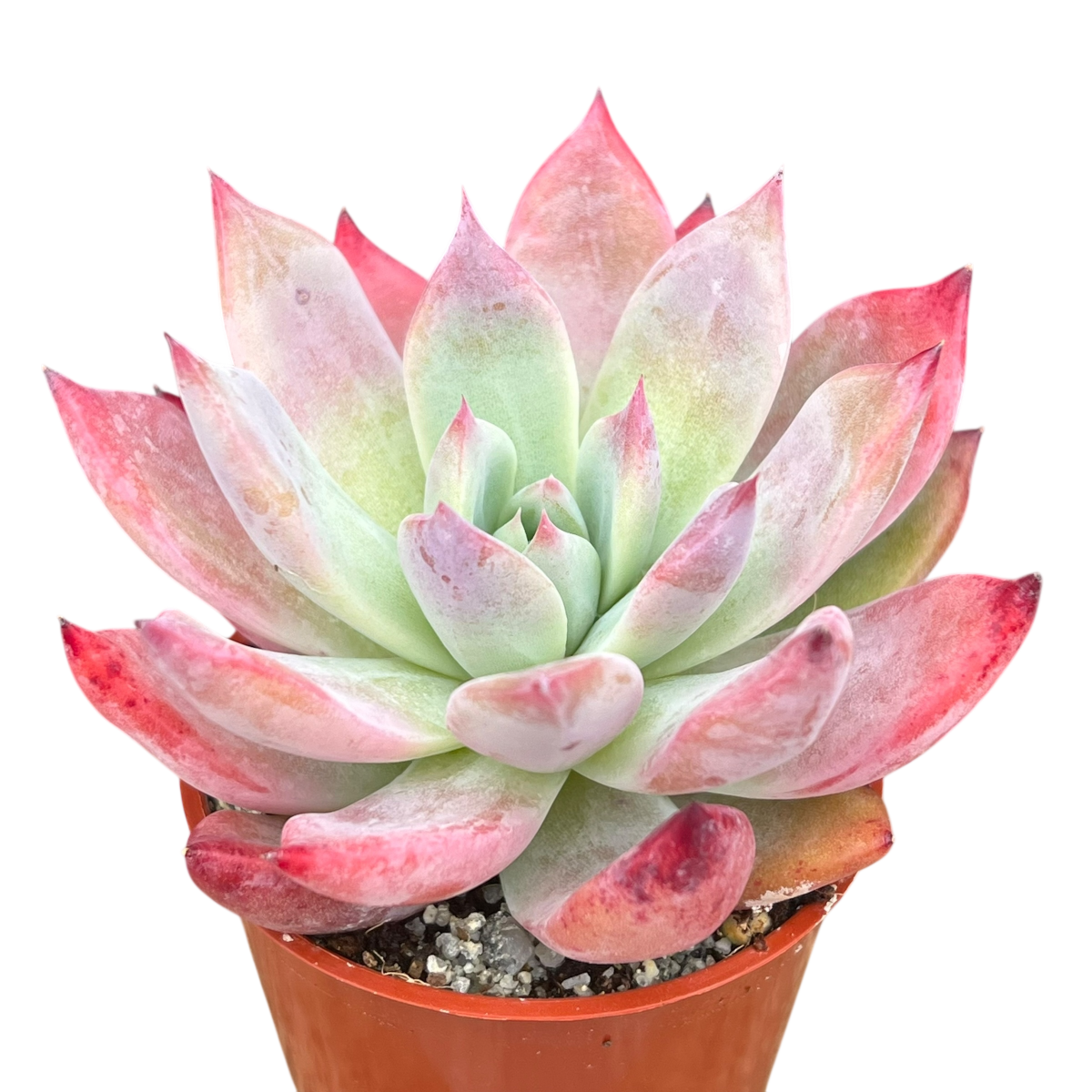 Echeveria 'Humming Bird'
