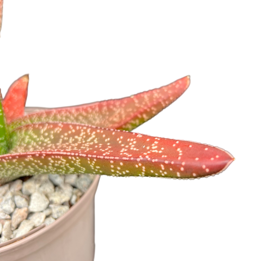 Gasteria carinata