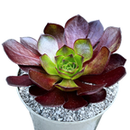 x Semponium 'Vortex'