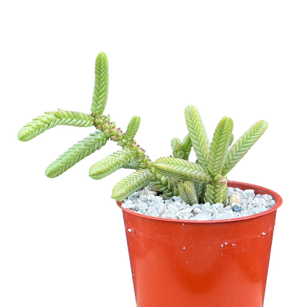Crassula muscosa var. monstruosa