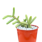 Crassula muscosa var. monstruosa