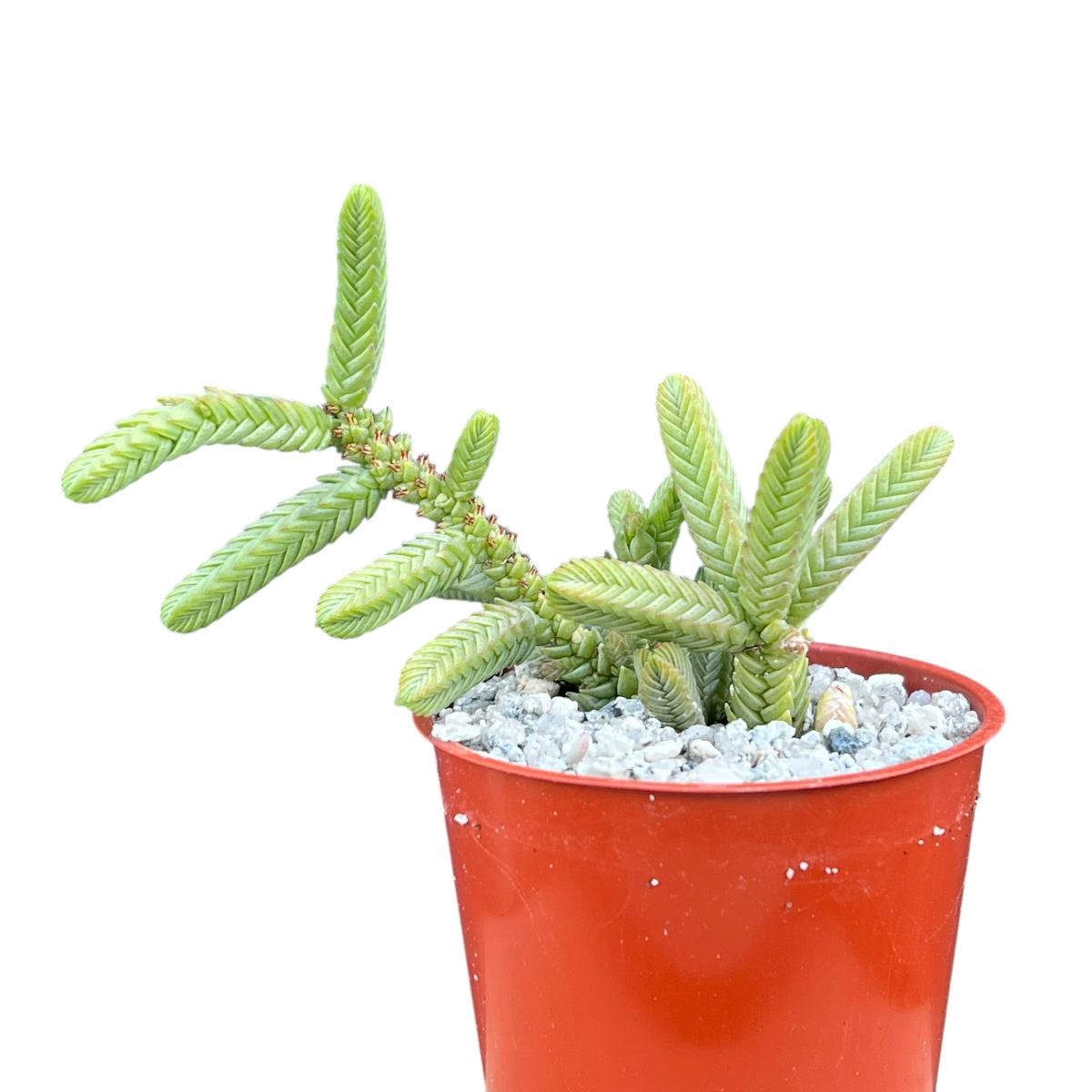 Crassula muscosa var. monstruosa