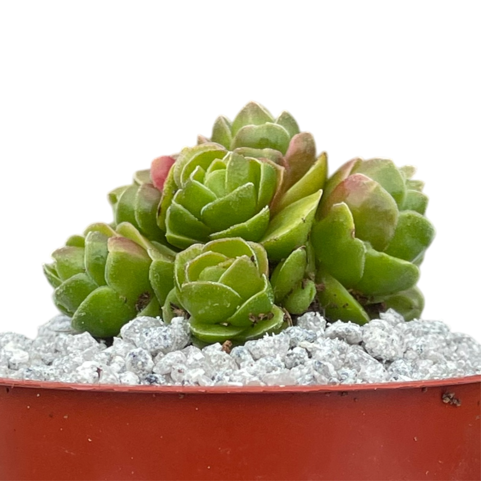 Crassula 'Emerald'