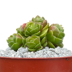 Crassula 'Emerald'