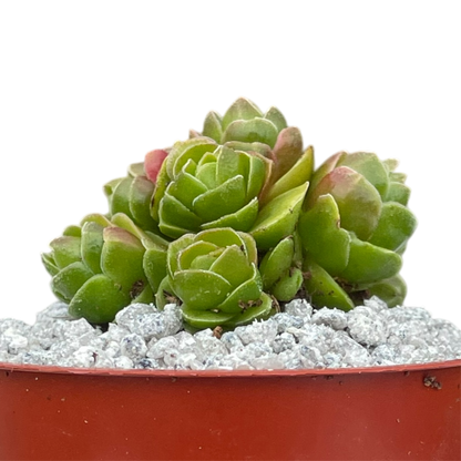 Crassula 'Emerald'